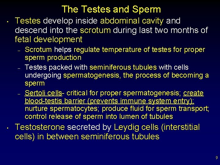 The Testes and Sperm • Testes develop inside abdominal cavity and descend into the