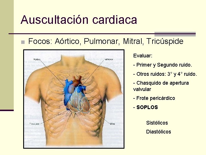 Auscultación cardiaca ■ Focos: Aórtico, Pulmonar, Mitral, Tricúspide Evaluar: - Primer y Segundo ruido.