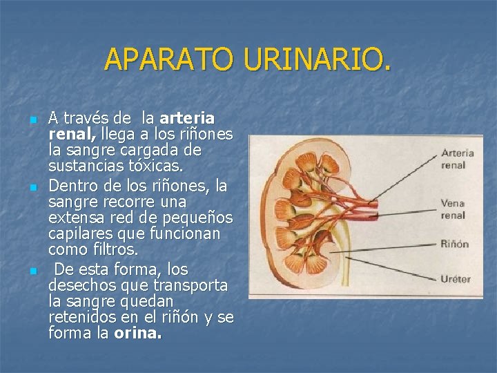 APARATO URINARIO. n n n A través de la arteria renal, llega a los