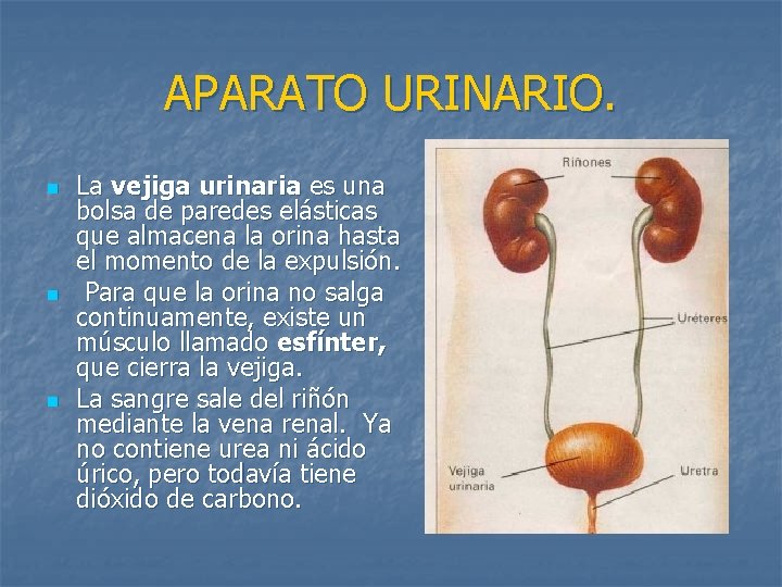 APARATO URINARIO. n n n La vejiga urinaria es una bolsa de paredes elásticas