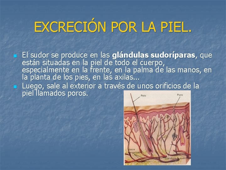 EXCRECIÓN POR LA PIEL. n n El sudor se produce en las glándulas sudoríparas,