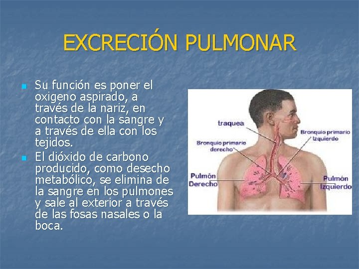 EXCRECIÓN PULMONAR n n Su función es poner el oxigeno aspirado, a través de