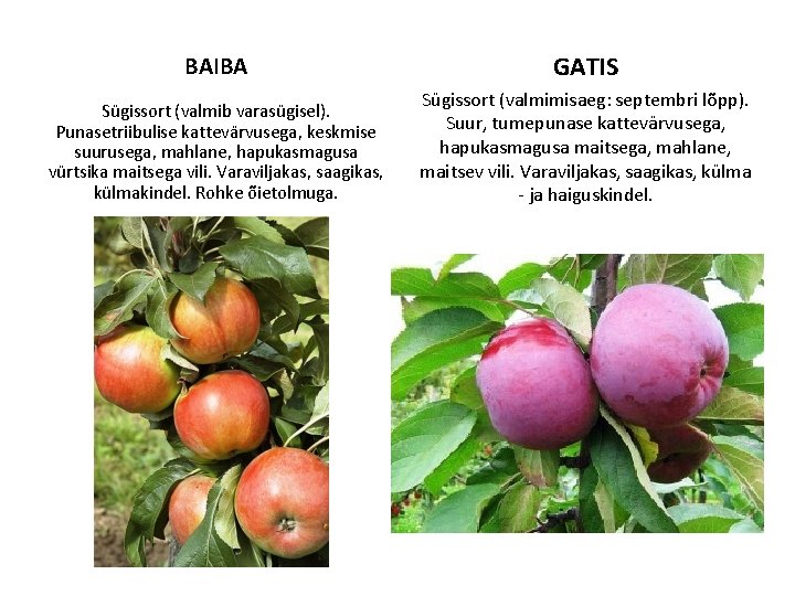 BAIBA GATIS Sügissort (valmib varasügisel). Punasetriibulise kattevärvusega, keskmise suurusega, mahlane, hapukasmagusa vürtsika maitsega vili.