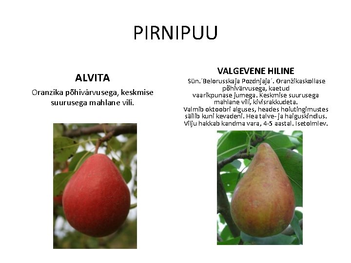 PIRNIPUU ALVITA Oranzika põhivärvusega, keskmise suurusega mahlane vili. VALGEVENE HILINE Sün. ´Belorusskaja Pozdnjaja´. Oranžikaskollase