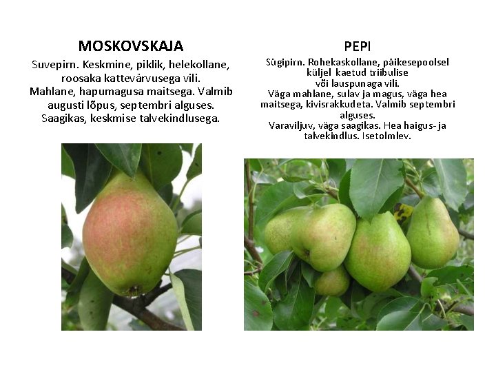MOSKOVSKAJA Suvepirn. Keskmine, piklik, helekollane, roosaka kattevärvusega vili. Mahlane, hapumagusa maitsega. Valmib augusti lõpus,