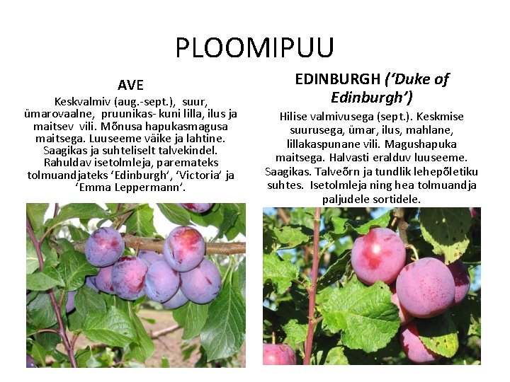 PLOOMIPUU AVE Keskvalmiv (aug. -sept. ), suur, ümarovaalne, pruunikas- kuni lilla, ilus ja maitsev