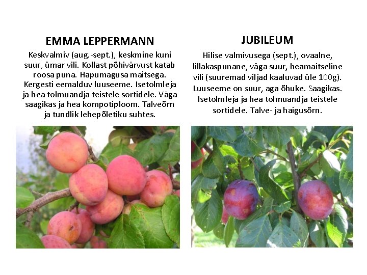 EMMA LEPPERMANN JUBILEUM Keskvalmiv (aug. -sept. ), keskmine kuni suur, ümar vili. Kollast põhivärvust