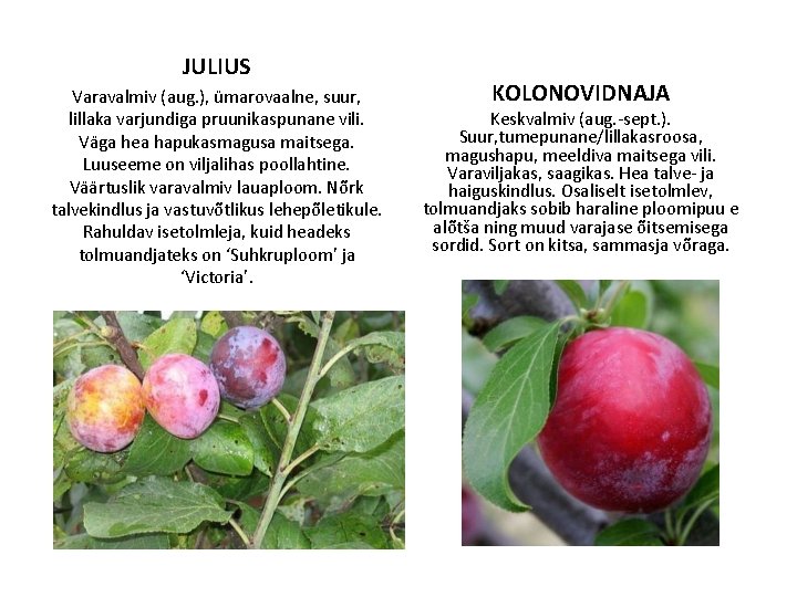 JULIUS Varavalmiv (aug. ), ümarovaalne, suur, lillaka varjundiga pruunikaspunane vili. Väga hea hapukasmagusa maitsega.