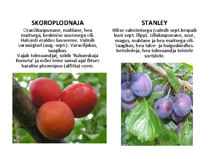 SKOROPLODNAJA Oranžikaspunane, mahlane, hea maitsega, keskmise suurusega vili. Halvasti eralduv luuseeme. Valmib varasügisel (aug.