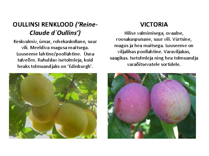 OULLINSI RENKLOOD (‘Reine. Claude d´Oullins’) Keskvalmiv, ümar, rohekaskollane, suur vili. Meeldiva magusa maitsega. Luuseeme