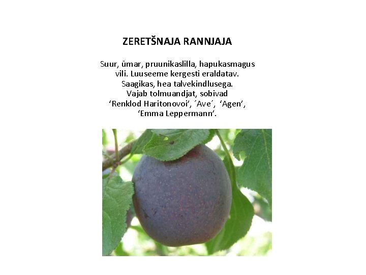 ZERETŠNAJA RANNJAJA Suur, ümar, pruunikaslilla, hapukasmagus vili. Luuseeme kergesti eraldatav. Saagikas, hea talvekindlusega. Vajab