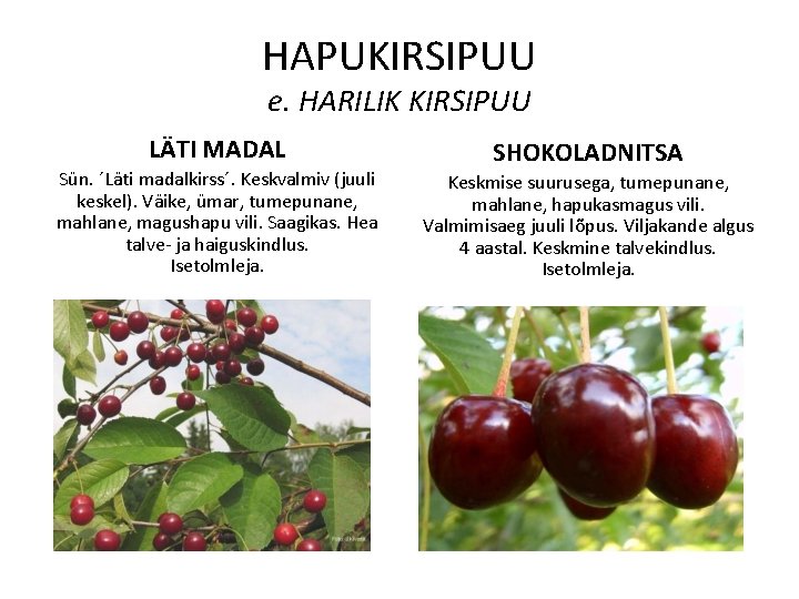 HAPUKIRSIPUU e. HARILIK KIRSIPUU LÄTI MADAL Sün. ´Läti madalkirss´. Keskvalmiv (juuli keskel). Väike, ümar,