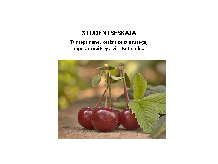 STUDENTSESKAJA Tumepunane, keskmise suurusega, hapuka maitsega vili. Isetolmlev. 