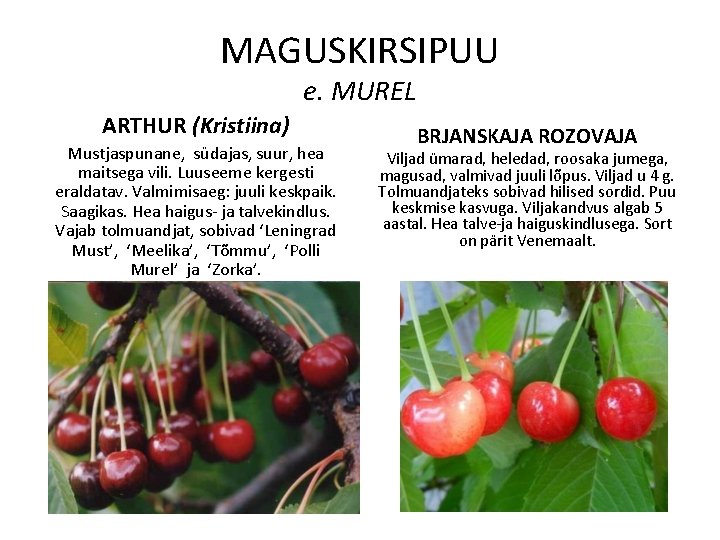 MAGUSKIRSIPUU e. MUREL ARTHUR (Kristiina) Mustjaspunane, südajas, suur, hea maitsega vili. Luuseeme kergesti eraldatav.