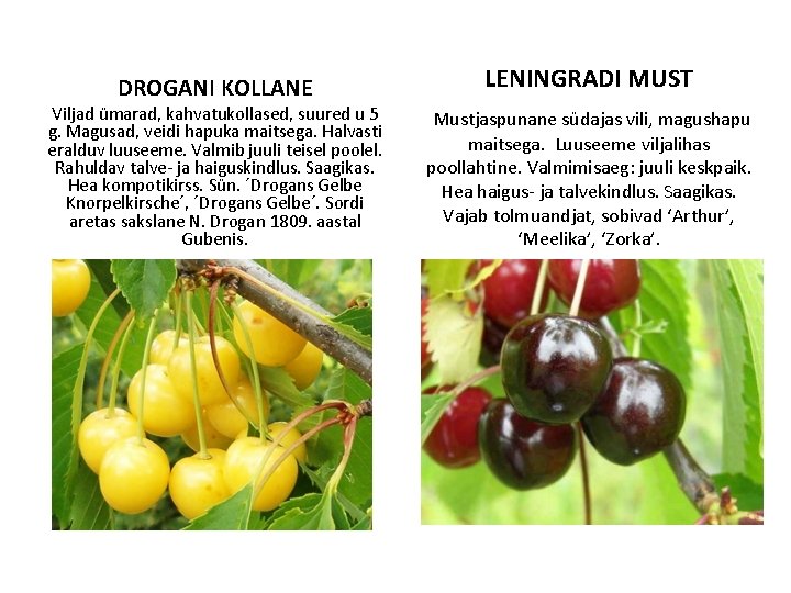 DROGANI KOLLANE Viljad ümarad, kahvatukollased, suured u 5 g. Magusad, veidi hapuka maitsega. Halvasti