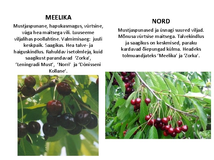 MEELIKA Mustjaspunane, hapukasmagus, vürtsine, väga hea maitsega vili. Luuseeme viljalihas poollahtine. Valmimisaeg: juuli keskpaik.