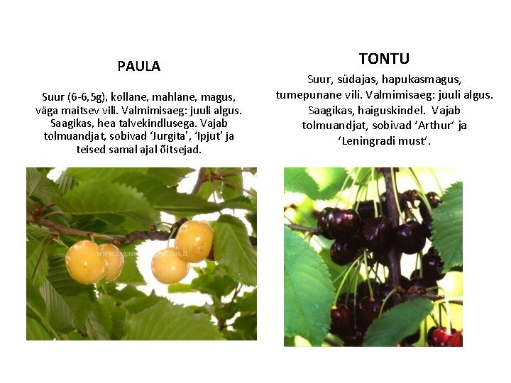 PAULA Suur (6 -6, 5 g), kollane, mahlane, magus, väga maitsev vili. Valmimisaeg: juuli