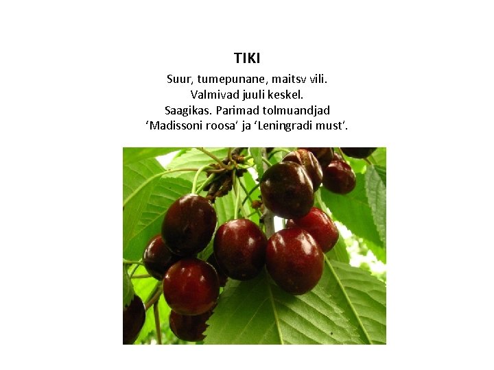 TIKI Suur, tumepunane, maitsv vili. Valmivad juuli keskel. Saagikas. Parimad tolmuandjad ‘Madissoni roosa’ ja
