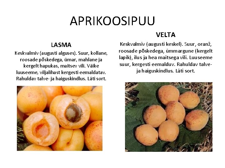 APRIKOOSIPUU VELTA LASMA Keskvalmiv (augusti alguses). Suur, kollane, roosade põskedega, ümar, mahlane ja kergelt