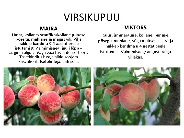 VIRSIKUPUU MAIRA Ümar, kollane/oranžikaskollane punase põsega, mahlane ja magus vili. Vilja hakkab kandma 3