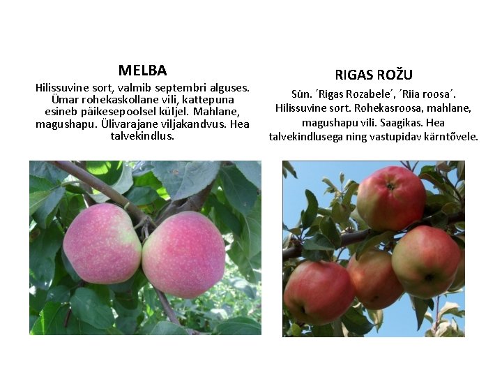 MELBA Hilissuvine sort, valmib septembri alguses. Ümar rohekaskollane vili, kattepuna esineb päikesepoolsel küljel. Mahlane,