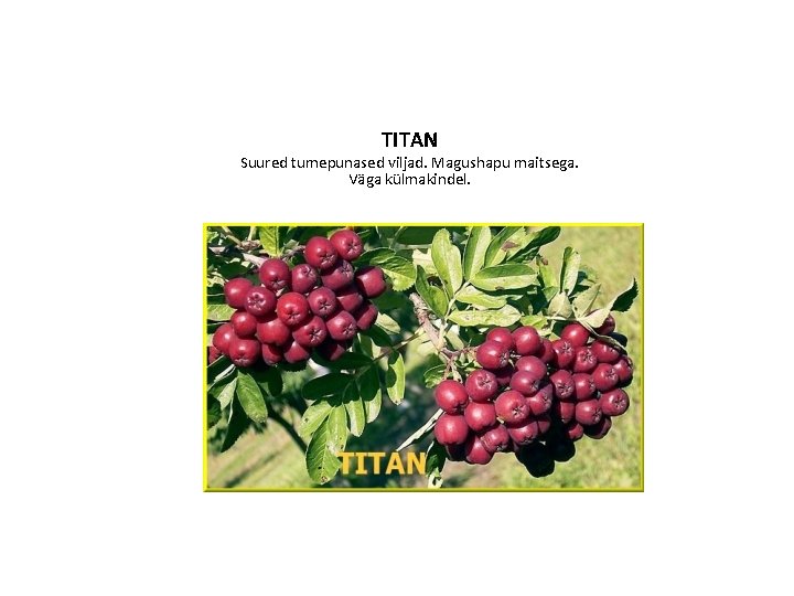 TITAN Suured tumepunased viljad. Magushapu maitsega. Väga külmakindel. 