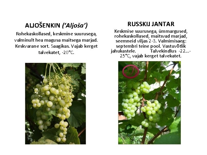 ALJOŠENKIN (‘Aljoša’) Rohekaskollased, keskmine suurusega, valminult hea magusa maitsega marjad. Keskvarane sort. Saagikas. Vajab
