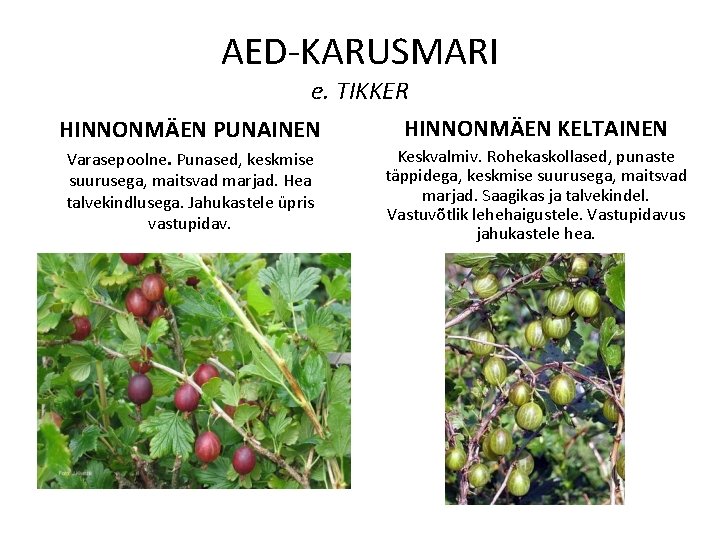 AED-KARUSMARI e. TIKKER HINNONMÄEN PUNAINEN HINNONMÄEN KELTAINEN Varasepoolne. Punased, keskmise suurusega, maitsvad marjad. Hea