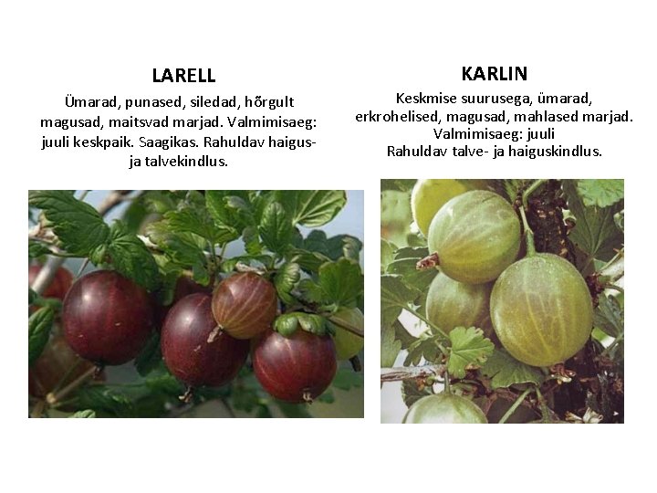 LARELL Ümarad, punased, siledad, hõrgult magusad, maitsvad marjad. Valmimisaeg: juuli keskpaik. Saagikas. Rahuldav haigus-