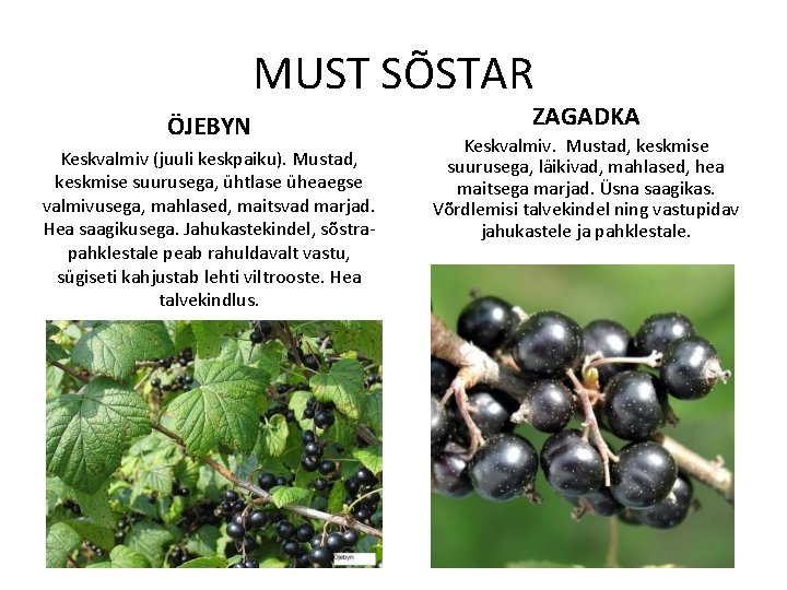 MUST SÕSTAR ÖJEBYN Keskvalmiv (juuli keskpaiku). Mustad, keskmise suurusega, ühtlase üheaegse valmivusega, mahlased, maitsvad