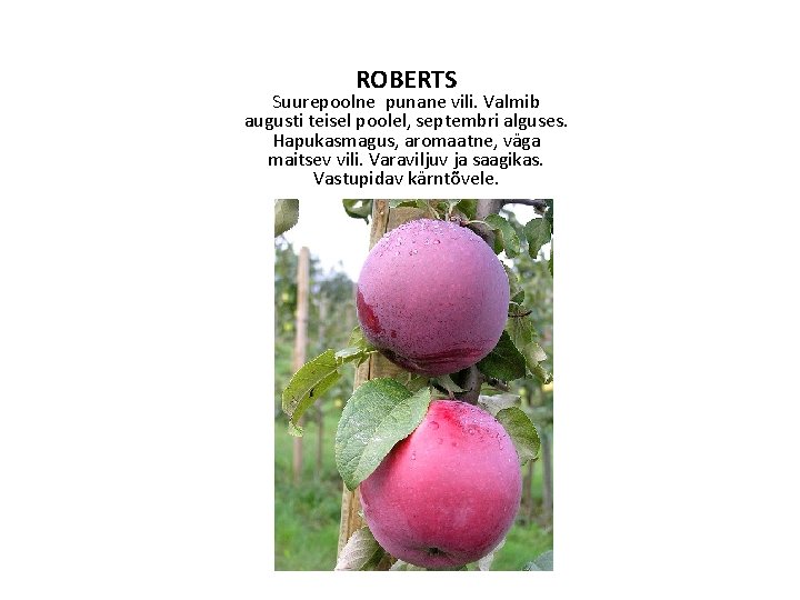 ROBERTS Suurepoolne punane vili. Valmib augusti teisel poolel, septembri alguses. Hapukasmagus, aromaatne, väga maitsev