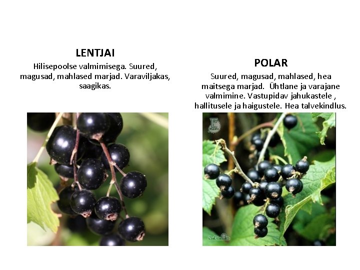 LENTJAI Hilisepoolse valmimisega. Suured, magusad, mahlased marjad. Varaviljakas, saagikas. POLAR Suured, magusad, mahlased, hea