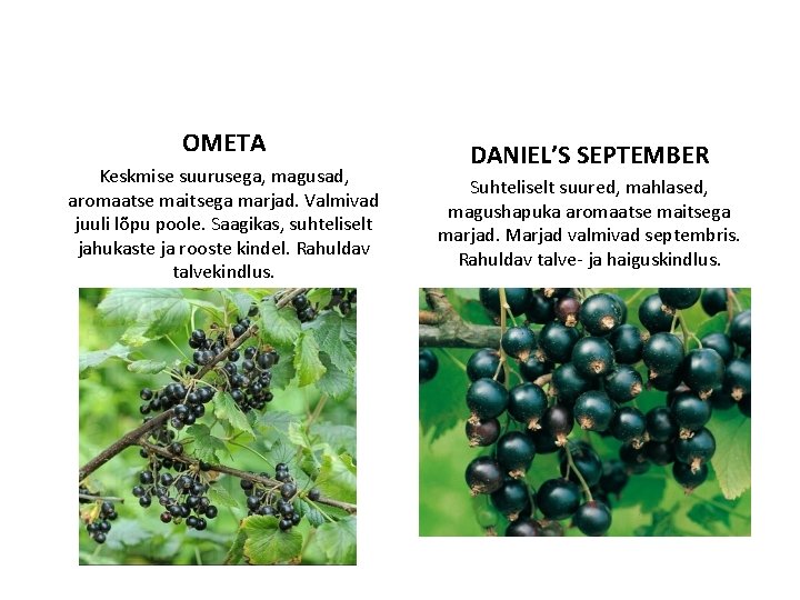 OMETA Keskmise suurusega, magusad, aromaatse maitsega marjad. Valmivad juuli lõpu poole. Saagikas, suhteliselt jahukaste
