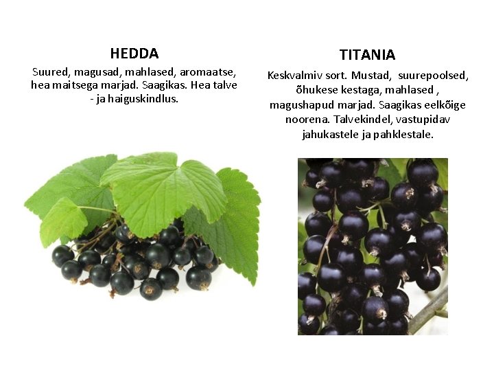HEDDA Suured, magusad, mahlased, aromaatse, hea maitsega marjad. Saagikas. Hea talve - ja haiguskindlus.