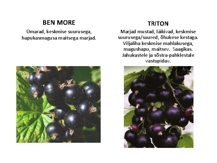 BEN MORE TRITON Ümarad, keskmise suurusega, hapukasmagusa maitsega marjad. Marjad mustad, läikivad, keskmise suurusega/suured,
