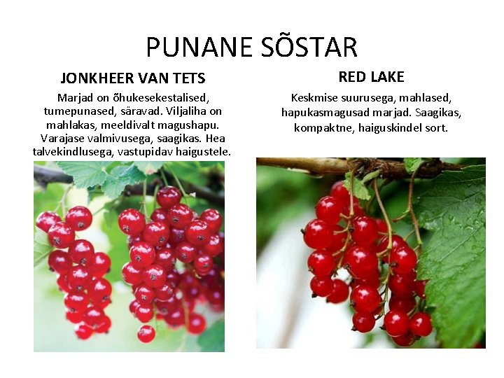 PUNANE SÕSTAR JONKHEER VAN TETS RED LAKE Marjad on õhukesekestalised, tumepunased, säravad. Viljaliha on