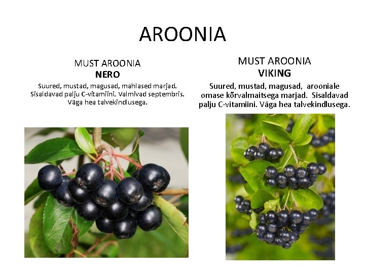 AROONIA MUST AROONIA NERO MUST AROONIA VIKING Suured, mustad, magusad, mahlased marjad. Sisaldavad palju