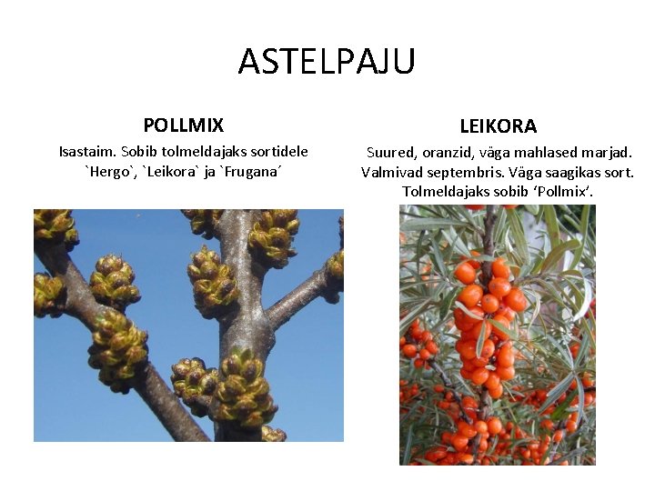 ASTELPAJU POLLMIX LEIKORA Isastaim. Sobib tolmeldajaks sortidele `Hergo`, `Leikora` ja `Frugana´ Suured, oranzid, väga