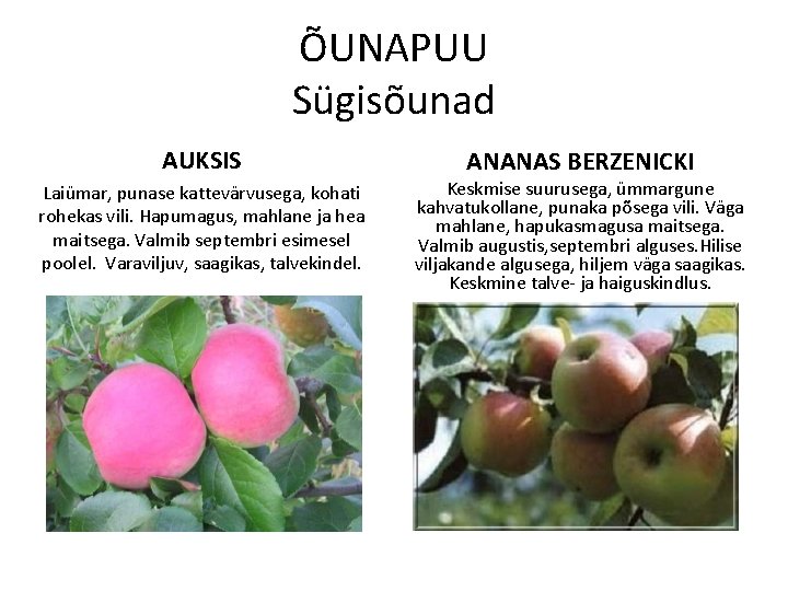 ÕUNAPUU Sügisõunad AUKSIS Laiümar, punase kattevärvusega, kohati rohekas vili. Hapumagus, mahlane ja hea maitsega.