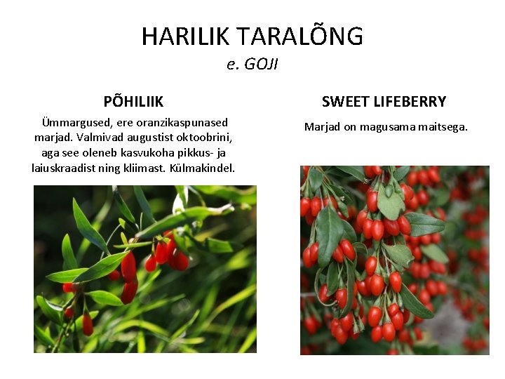 HARILIK TARALÕNG e. GOJI PÕHILIIK SWEET LIFEBERRY Ümmargused, ere oranzikaspunased marjad. Valmivad augustist oktoobrini,