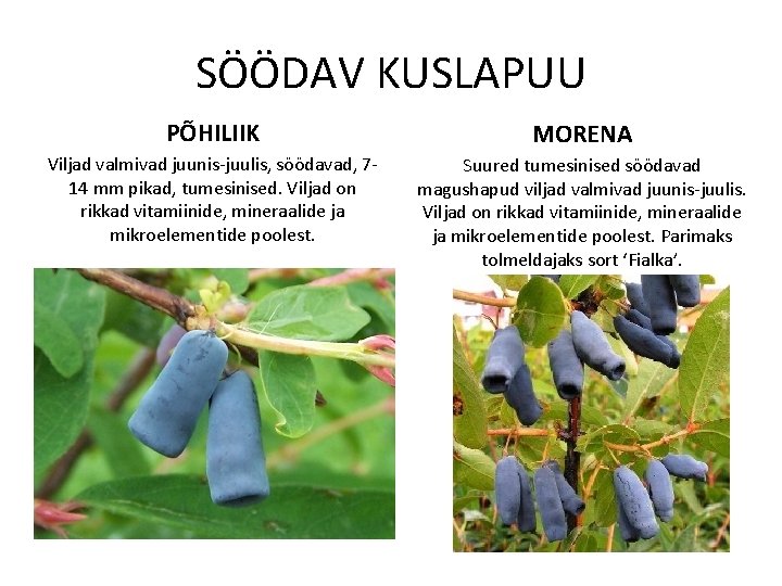 SÖÖDAV KUSLAPUU PÕHILIIK MORENA Viljad valmivad juunis-juulis, söödavad, 714 mm pikad, tumesinised. Viljad on