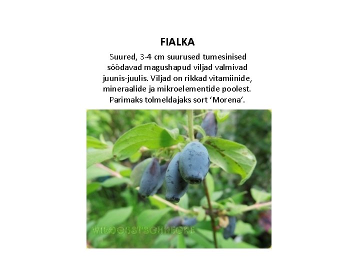 FIALKA Suured, 3 -4 cm suurused tumesinised söödavad magushapud viljad valmivad juunis-juulis. Viljad on