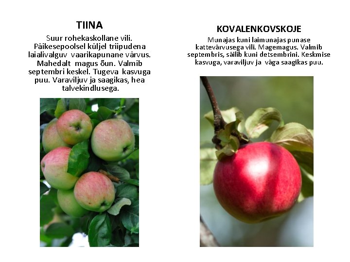 TIINA Suur rohekaskollane vili. Päikesepoolsel küljel triipudena laialivalguv vaarikapunane värvus. Mahedalt magus õun. Valmib