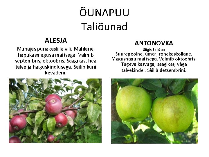 ÕUNAPUU Taliõunad ALESJA Munajas punakaslilla vili. Mahlane, hapukasmagusa maitsega. Valmib septembris, oktoobris. Saagikas, hea
