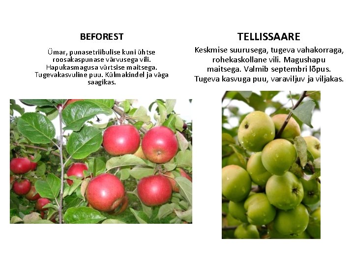 BEFOREST TELLISSAARE Ümar, punasetriibulise kuni ühtse roosakaspunase värvusega vili. Hapukasmagusa vürtsise maitsega. Tugevakasvuline puu.