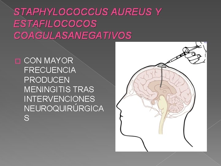 STAPHYLOCOCCUS AUREUS Y ESTAFILOCOCOS COAGULASANEGATIVOS � CON MAYOR FRECUENCIA PRODUCEN MENINGITIS TRAS INTERVENCIONES NEUROQUIRÚRGICA