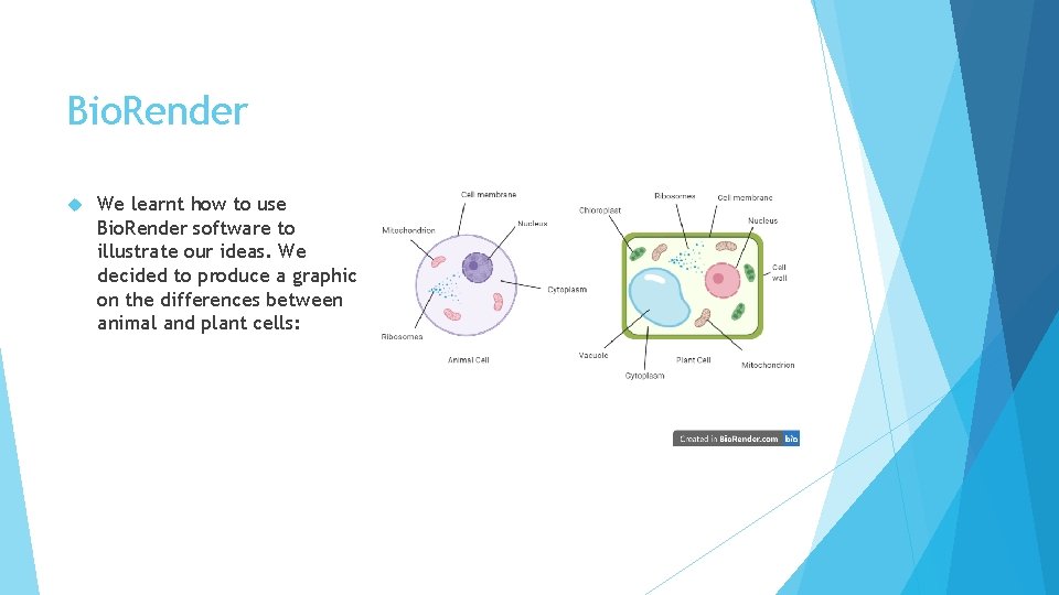 Bio. Render We learnt how to use Bio. Render software to illustrate our ideas.