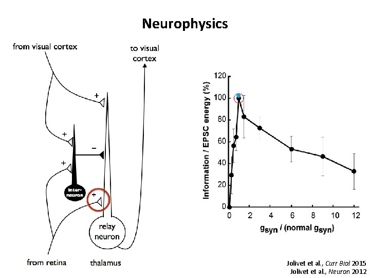 Neurophysics Jolivet et al. , Curr Biol 2015 Jolivet et al. , Neuron 2012