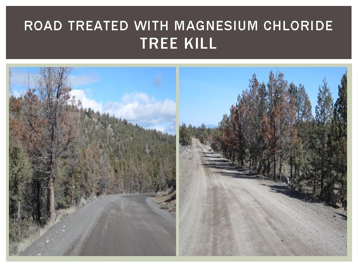 ROAD TREATED WITH MAGNESIUM CHLORIDE TREE KILL ROAD TREATED WITH MAGNESIUM CHLORIDE TREE KILL