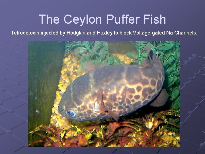 The Ceylon Puffer Fish Tetrodotoxin injected by Hodgkin and Huxley to block Voltage-gated Na